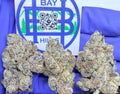 Purple Boost Highness
